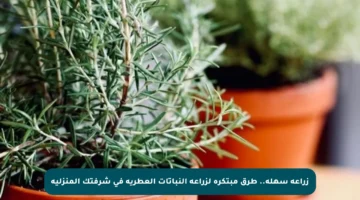 زراعة سهلة.. طرق مبتكرة لزراعة النباتات العطرية في شرفتك المنزلية